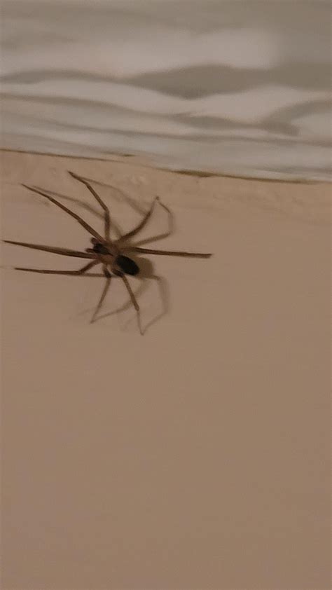 In Middle Tennessee. Is this a recluse? : r/spiders
