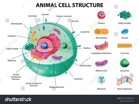 2,286 Animal cell labeled Images, Stock Photos & Vectors | Shutterstock