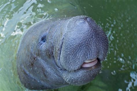 Algae Outbreak May Be Killing Manatees In Florida | HuffPost Impact