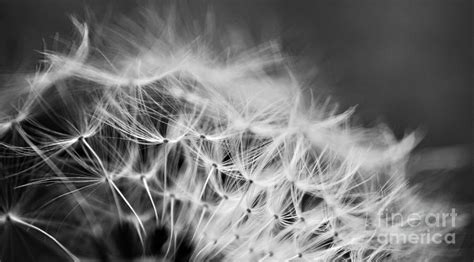 Black and White Dandelion Seeds Photograph by Dee Leah G | Fine Art America