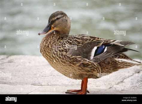 Pacific Black Duck Female Stock Photo - Alamy