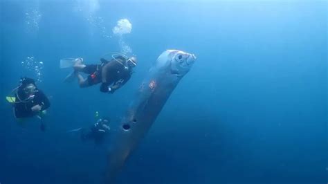 Peixe do juízo final gigante é flagrado buracos enigmáticos em