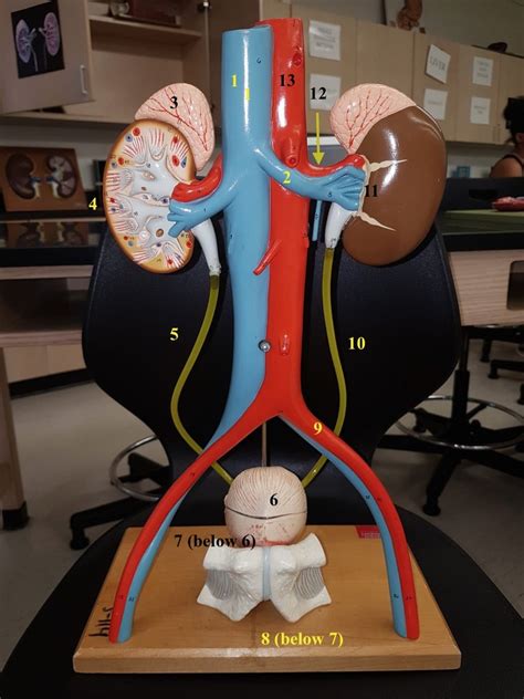 Urinary System 1 Diagram Quizlet