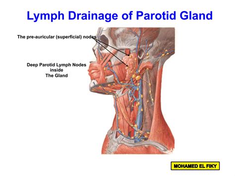 Parotid Gland Ppt