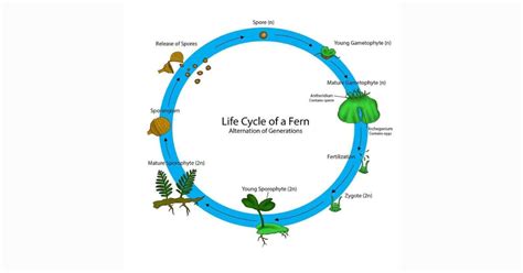 Fern Life Cycle Video