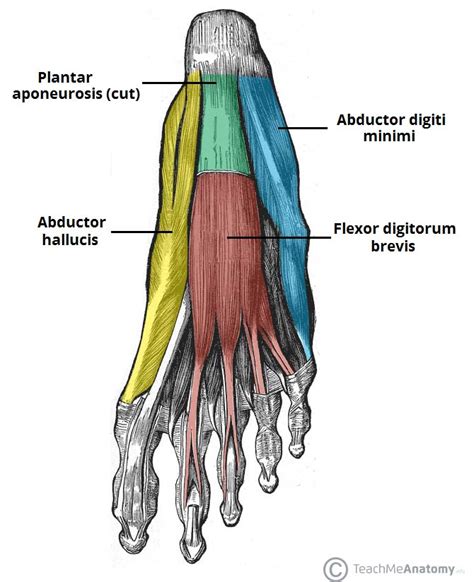 Muscles Of The Foot Dorsal Plantar TeachMeAnatomy Ankle Anatomy