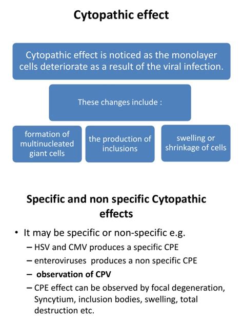 Cytopathic Effect | PDF | Clinical Pathology | Virus