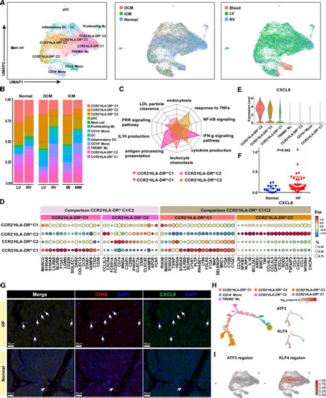 Diversity Of Myeloid Cells In Human Failing Hearts A Umap Plots Of Download Scientific Diagram