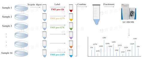 Tmt标记定量实验原理及实验流程是怎样的？ 辉骏生物