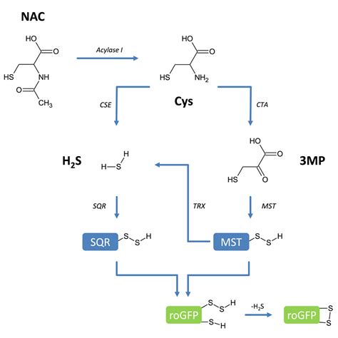 N Acetyl Cysteine Functions As A Fast Acting Antioxidant By Triggering