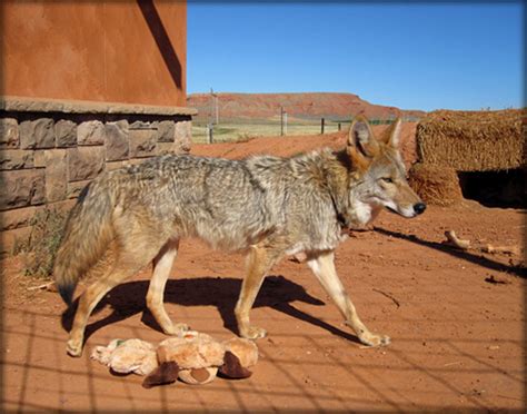 The Daily Coyote » Blog Archive » Dog Eat Dog World