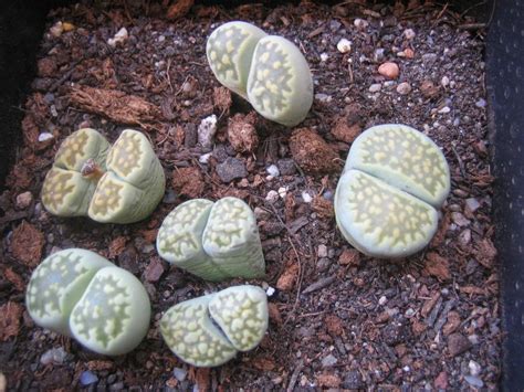 Lithops Julii Fulleri Fulleri Fullergreen Lrsfli Flickr