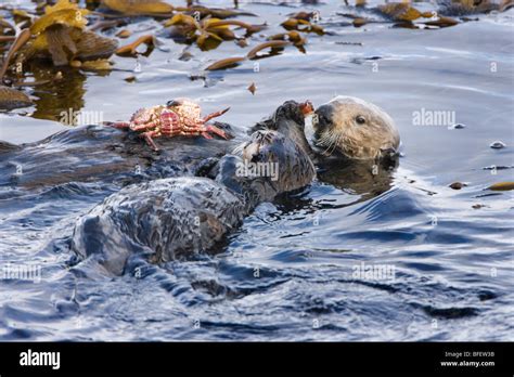 California Sea Otter Hi Res Stock Photography And Images Alamy