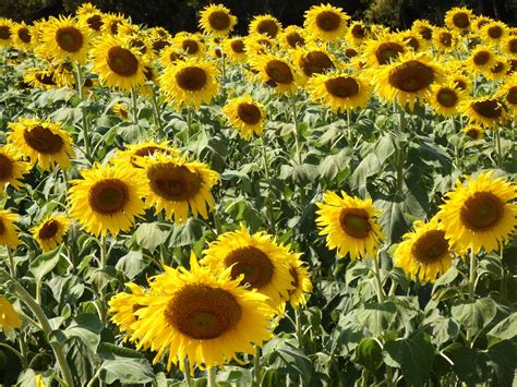 sunflower field  stock photo public domain pictures