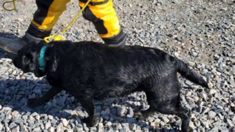 Cane Salvato Dai Pompieri In Uno Stagno Ghiacciato