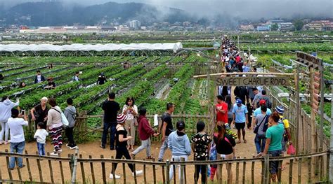 Strawberry Farm Attraction Baguio City Tourist Spots - Tourist ...