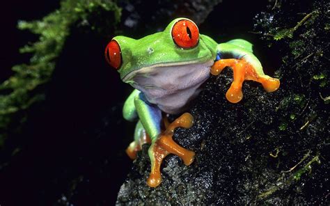 Colorful Frog Wallpapers - Top Free Colorful Frog Backgrounds - WallpaperAccess