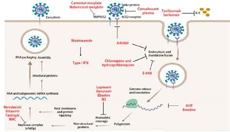 Stages Of Viral Replication