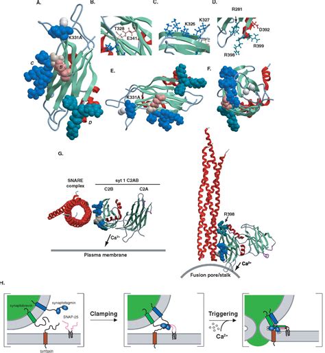 Synaptotagmin C B Domain Regulates Ca Triggered Fusion In Vitro