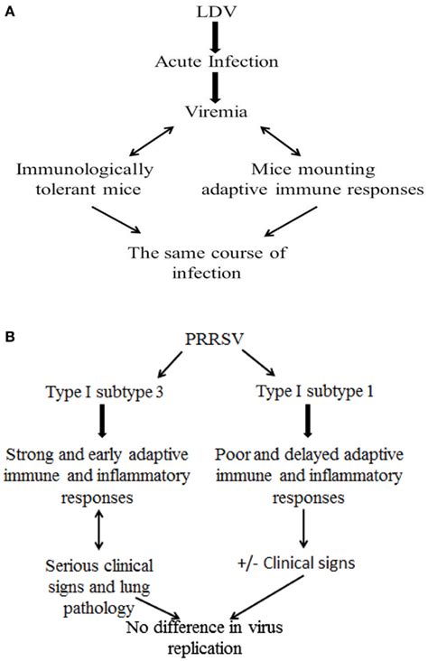 Frontiers Immune Control Of Prrs Lessons To Be Learned And Possible Ways Forward Veterinary