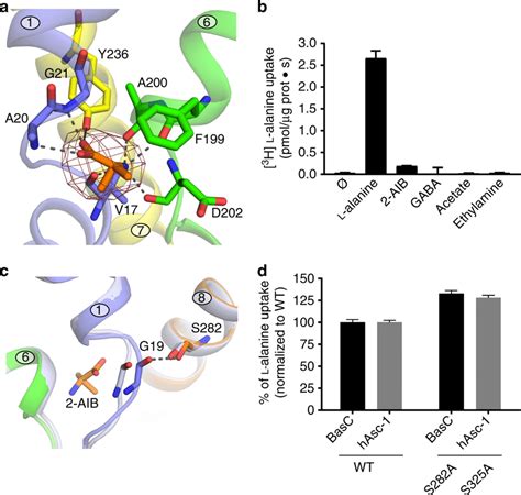 Structure Of The Amino Acid Binding Site And Substrate Induced Fitting