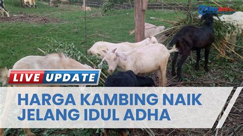 Jelang Iduladha Harga Kambing Di Kendari Naik Drastis Capai Rp Juta