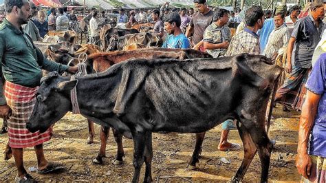 ১৭০২২৪ ডাবল বডির বড় বড় শুকনো হাড্ডিসার গাভী গরুর বাজার শুকনো