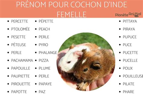 Noms pour cochon d inde femelle et mâle PLUS DE 300 IDÉES