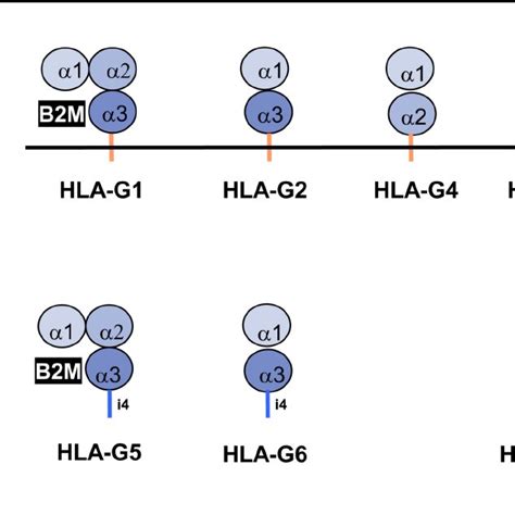 Recognition Of The Hla G α 1 α 3 Structure By Lilrb1 A