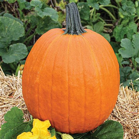 Pumpkin Apollo F1 Seed Harris Seeds