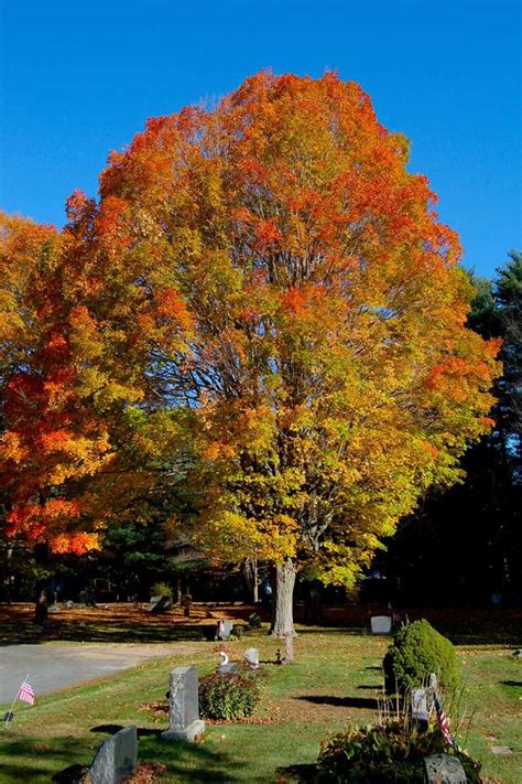 How To Grow And Care For Sugar Maple Trees Gardeners Path