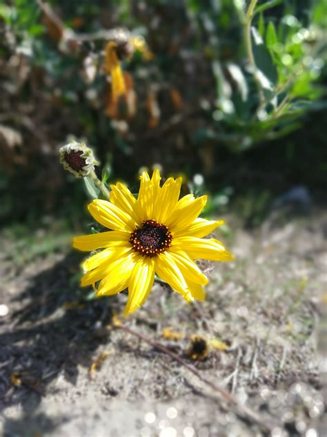 bush sunflower close 2 IMG_20180206_104000 – I Love Griffith Park