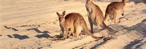 Kangaroo Island l immanquable pour un séjour en Australie