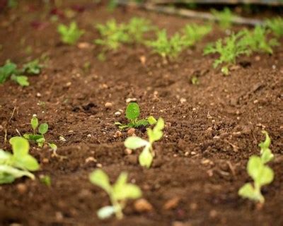 Covid 19 Ministério da Agricultura anuncia medidas de apoio para o