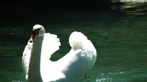 Swan Flying Stock Video Footage for Free Download