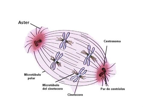 Pdf Mitosis Uabcpeces Ens Uabc Mx Bcym Clases Pdf Iii E Mitosis Pdf