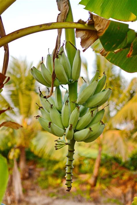 Albero Di Banana Fiore Della Banana Foglia Della Banana Banano Frutta