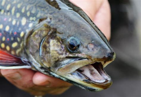 6 expert tips for early-season brook trout • Outdoor Canada