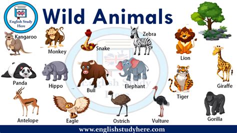 Wild Animals Names - English Study Here