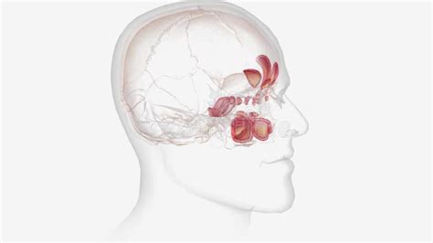 Sinusitis is an Inflammation, or Swelling, of the Tissue Lining Your ...