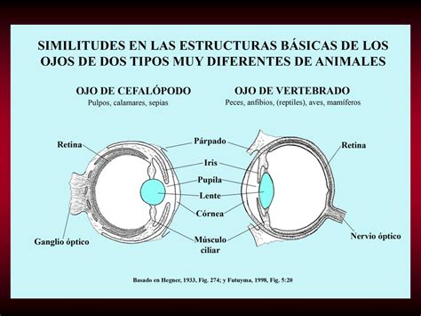 Cronicasdefauna On Twitter El Ojo Cefal Podo Es Una Estructura