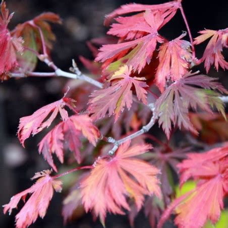 Graines D Rable Du Japon Feuilles D Aconit Semences D Acer