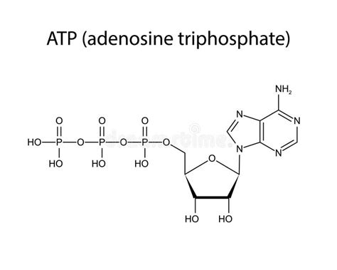 Adenosine Triphosphate Atp Molecular Structure Stock Vector