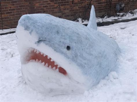 Sensational Snow Sharks Make Jaws Drop In The Yard Not Too Far From