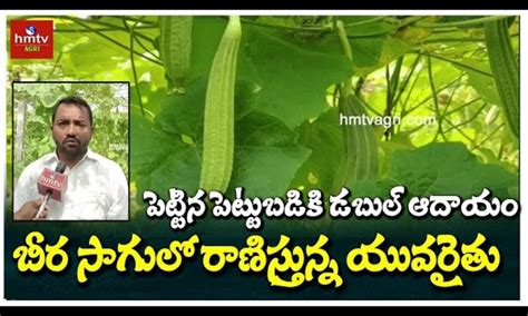 పెట్టిన పెట్టుబడికి డబుల్ ఆదాయం బీర సాగులో రాణిస్తున్న యువరైతు