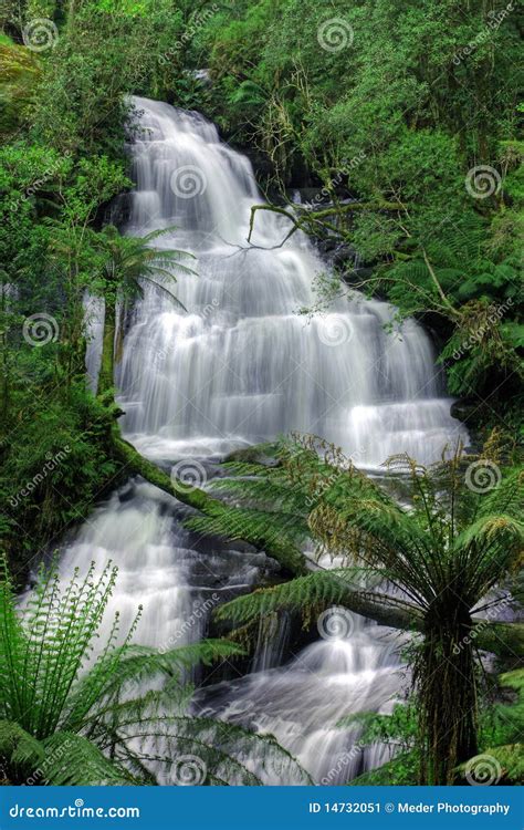 Green waterfall stock image. Image of leaf, australian - 14732051