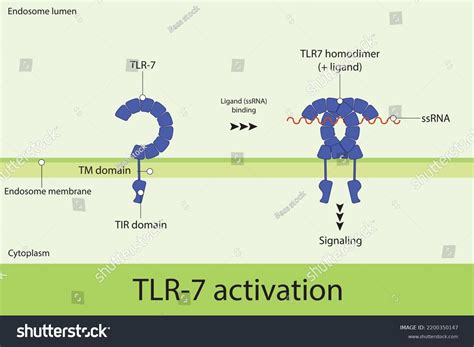 Diagram Tlr7 Activation Ligand Single Stranded Stock Vector Royalty