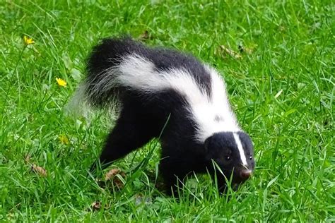 How to Get Rid of a Skunk in Your Yard: Pest Control