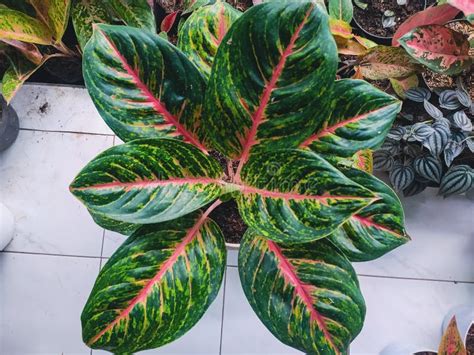 Tipos De Plantas Ornamentales Aglonema Que Tienen Hojas Verdes Con