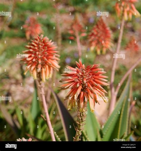 Krantz Aloe Arborescens Or Candelabra Aloe Bloom In A Winter Garden